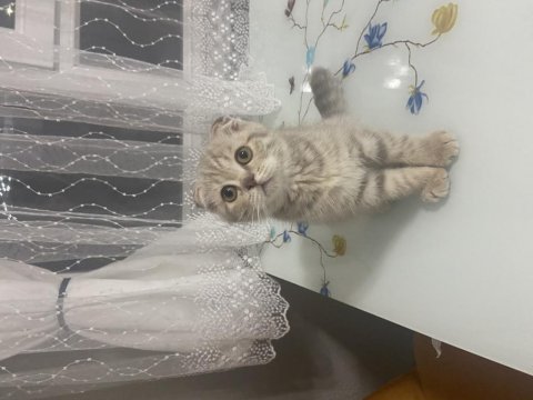 Scottish fold blue point ve tabby yavru
