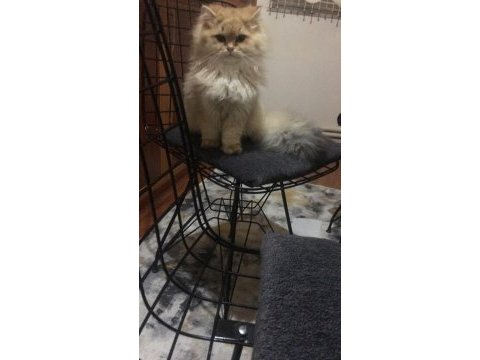 British longhair black golden shaded (blh ny 11)