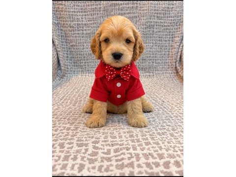 Maltipoo yavruları ırk sağlık garantili