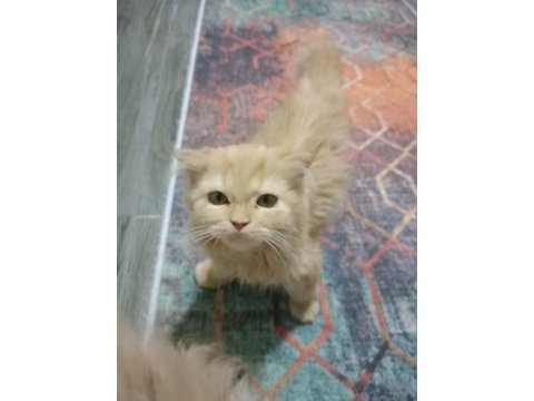 3 aylık 5 adet sahiplendirme iran kedisi