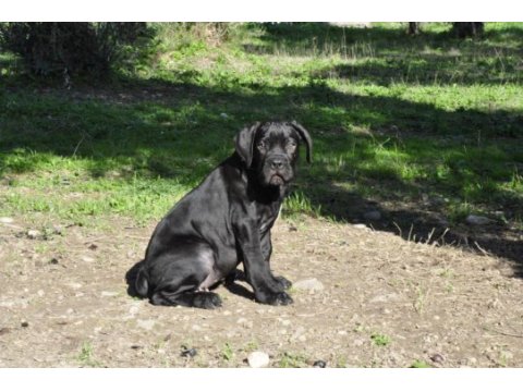 Şecere belgeli ırk ve sağlık garantili cane corso yavrular