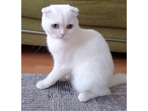 Malzemelerle gözleri çift renk beyaz kedimiz