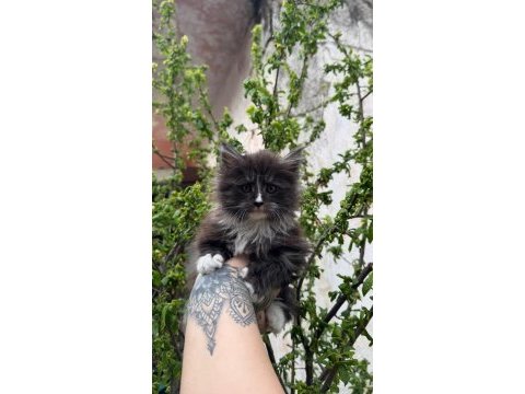 Kar oğlan maine coon