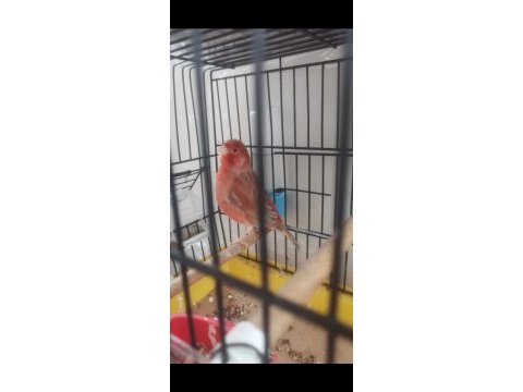 Kırmızı pastel izabel erkek kanarya