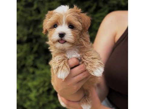 Korean maltipoo köpeğimiz