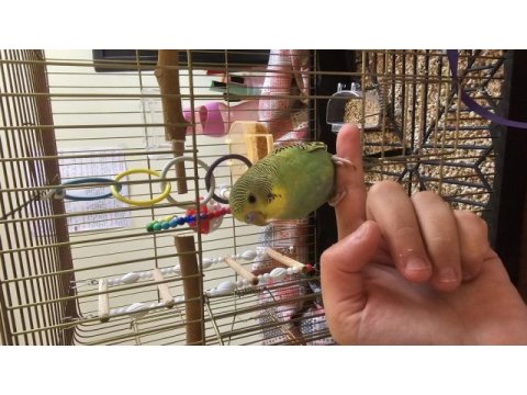 Yavru ve yetişkin muhabbet kuşu
