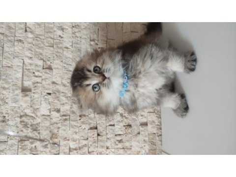 Ayıcık suratli scottish fold bebegimiz