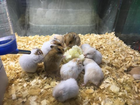 Isırma huyu olmayan hamster bebekler gelmiştir