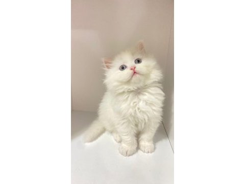55 günlük british longhair dişi ve erkek yavrular