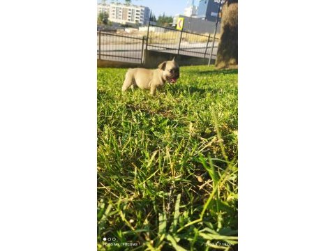 Irk garantili french bulldog