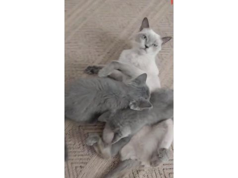 Yetişkin dişi kedimiz