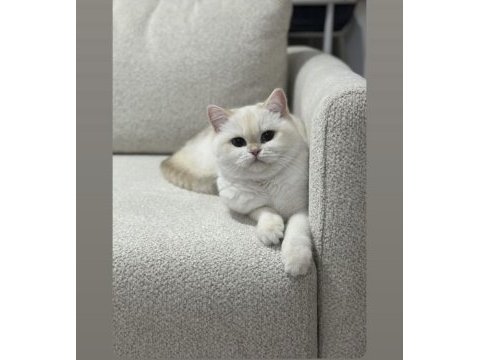 Ücretsiz sahiplendirme british shorthair