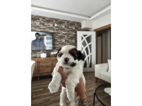 Shih tzu yavrular 1 erkek 1 disi