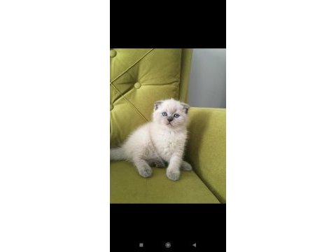 Scottish fold blue point dişi