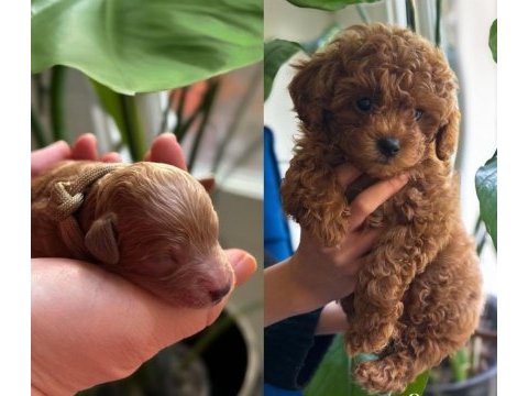 Safkan toy poodle yavrularım