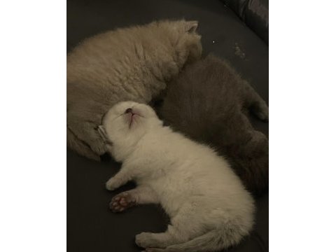 Minik bebek kediler yeni yuvalarına gitmeye hazır