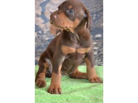 Doberman bebekler kapınıza kadar teslim ediyoruz