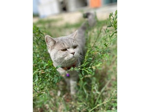 11 aylık british shorthair