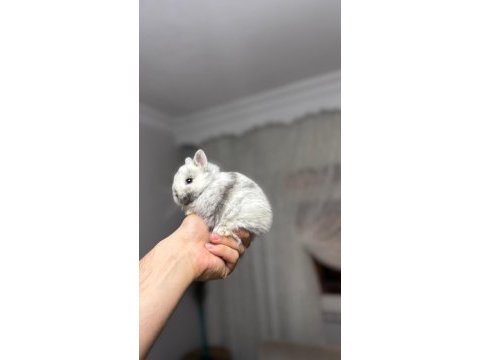 Safkan hollanda cüce ve mini lop tavşan her yere gönderim