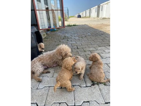 2 aylık maltipoo yavrular