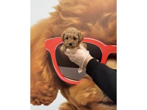 Irk garantili maltipoo yavrularımız