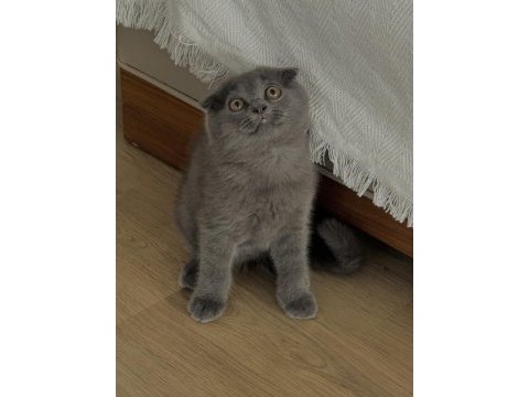 Yavru scottish fold