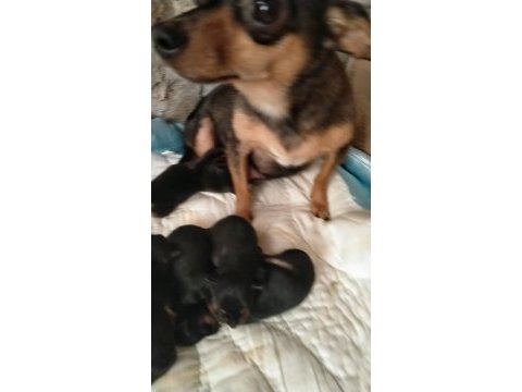Pinscher erkek dişi mevcuttur