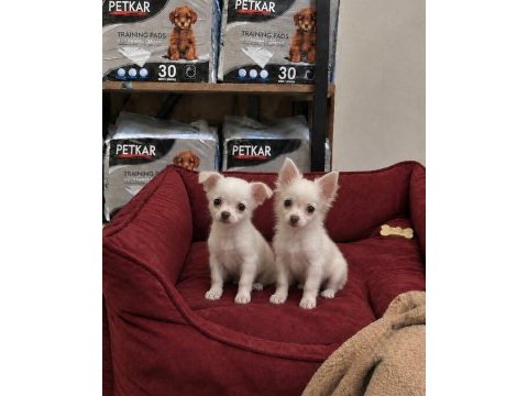 Elma kafa tatlılar tatlısı chihuahua bebekler