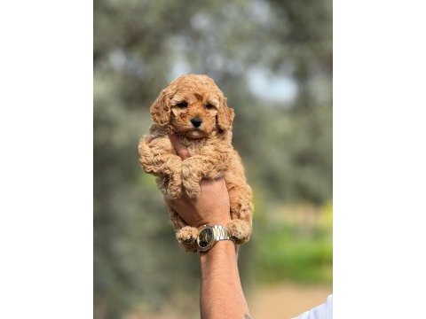 Toy poodle yavrularımız