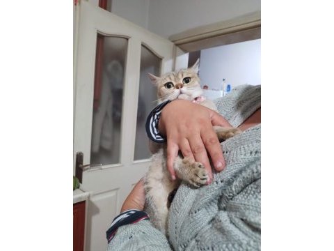 Güzel kızımız yeni yuvasını arıyor british shorthair