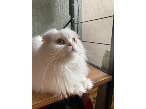 Pamuk prenses british longhair