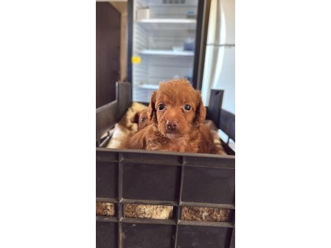 Safkan maltipoo bebekler yeni sahiplerini bekliyor