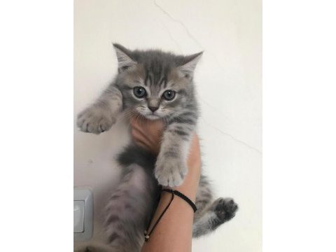 British longhair 4 yavrumuz