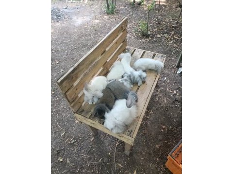 Safkan hollanda lop tavşan yavruları