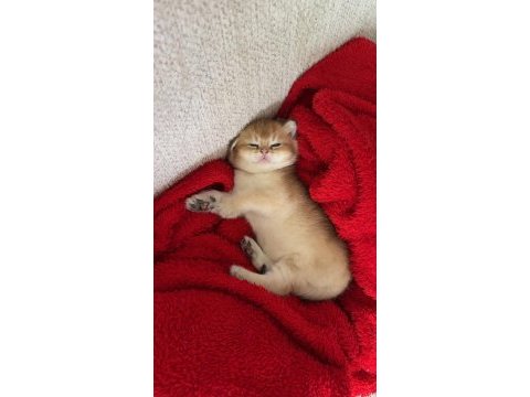 Golden british shorthair yavrular