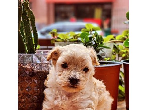 60 günlük orjinal maltipoo yavru