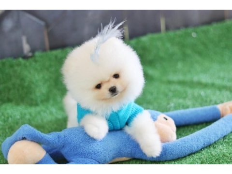 Orjinal pomeranian boo yavrular
