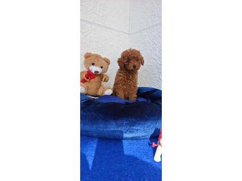 Şirin kaliteli orjinal toy poodle yavrular