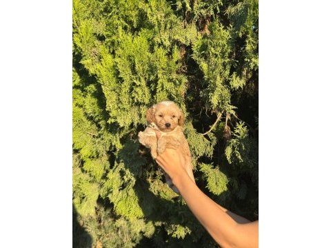 Oyuncu ve sevimli maltipoo