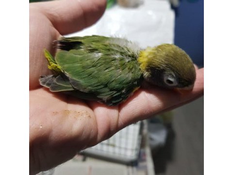 Green yeşil cennet papağanı yeni yeme düşmüş bebek