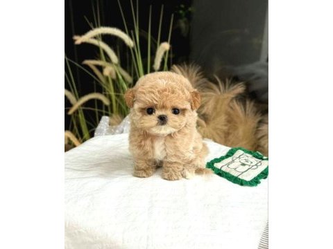 Kore maltipoo birbirinden güzel