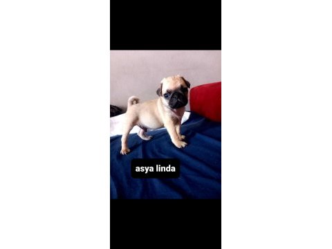 Pug mops bebekler