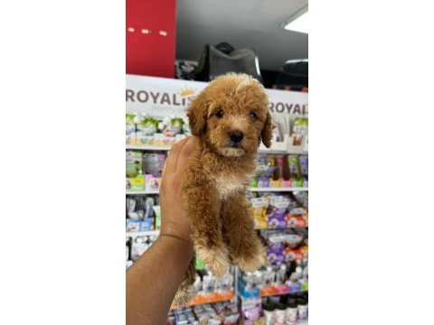 Maltipoo yavrumuz ilk aşıları yapıldı