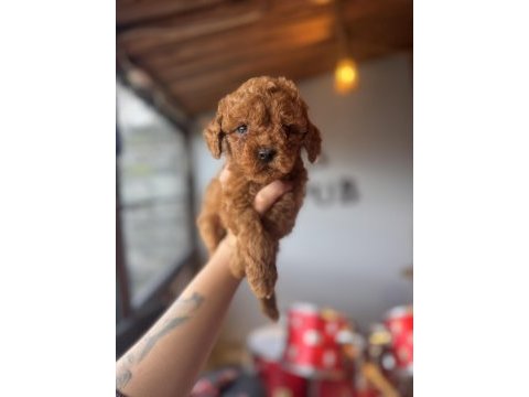 İçinizi ısıtan toy poodle bebekler