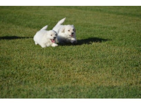 Maltese terrier 0 numara orjınal ırk