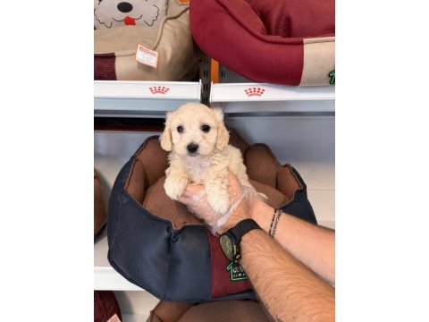 Babyface maltipoo yavrularımız