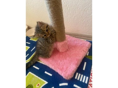Golden tabby british shorthair yavrularımız hazır