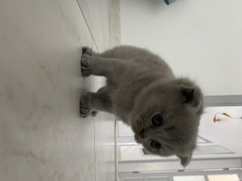 Scottish fold yavrularımız yuva arıyor