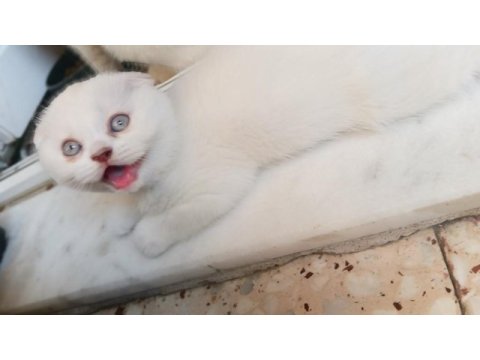 Sevimli scottish fold kedicikler