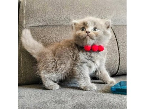 Safkan anne babadan british shorthair ayı surat yavrular